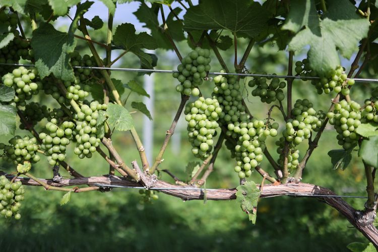 Unripened wine grapes.