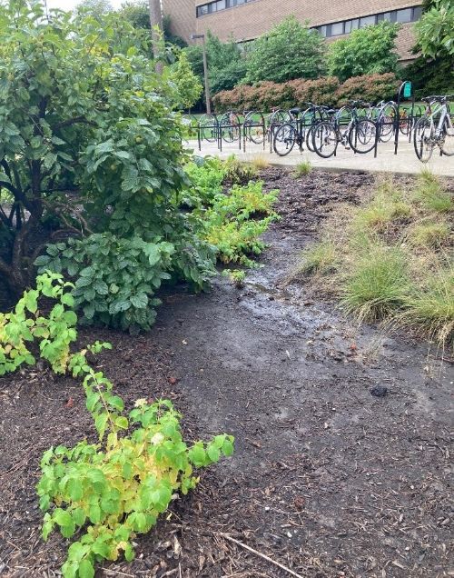 Plants growing around an area of very wet dirt
