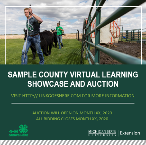 Two boys leading calves on a graphic that promote virtual learning showcase and auction experiences.