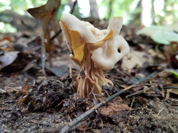 Helvella crispa beneath White Birch, Lansing MI.