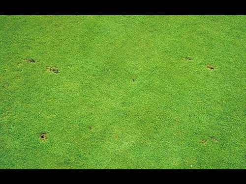 Cutworm damage to golf course grass 