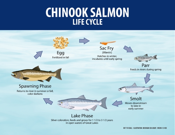 Life cycle of chinook salmon
