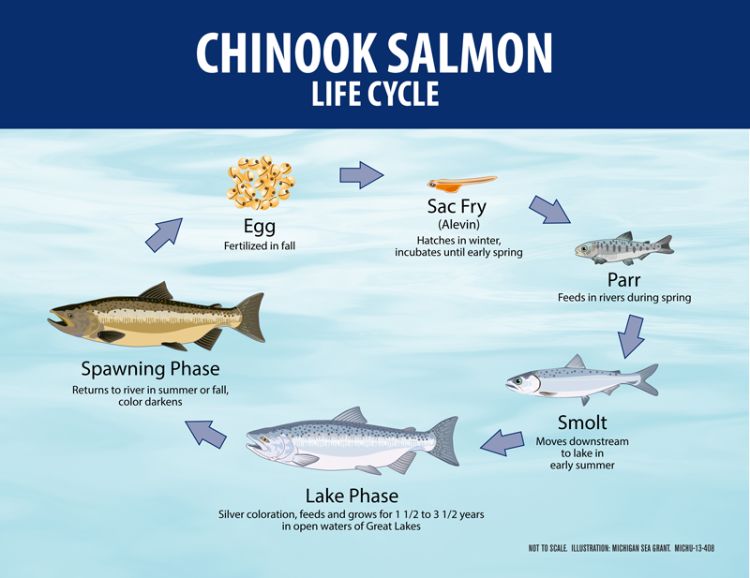 The life cycle of Chinook salmon in the Great Lakes doesn’t quite meet the definition of anadromous because Great Lakes salmon spend their entire life in freshwater. Todd Marsee | Michigan Sea Grant