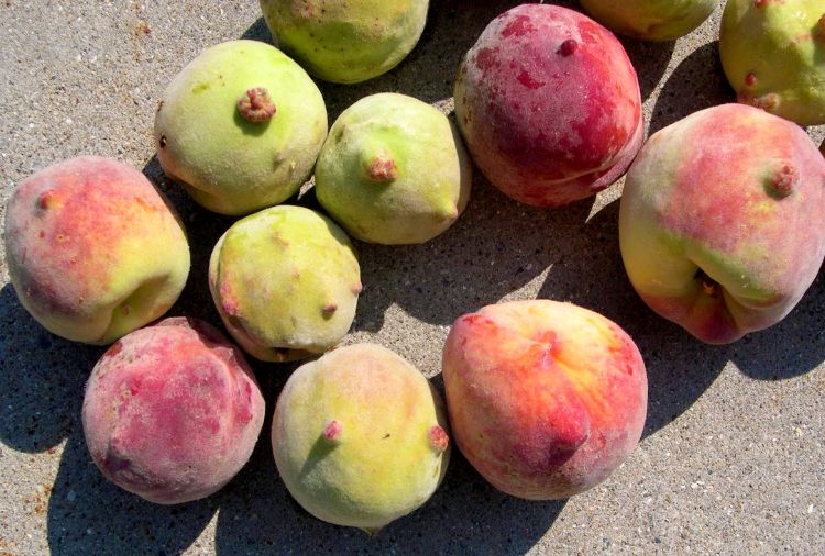 Peach fruit showing wart-like symptom of unknown cause. Photo by Bill Shane, MSU Extension