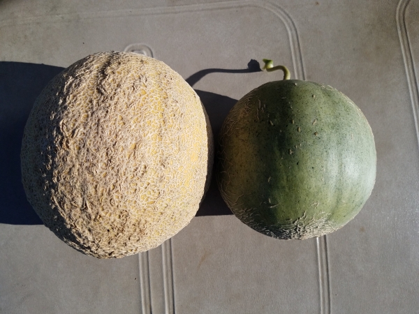 two cantaloupes one with netting and one without netting