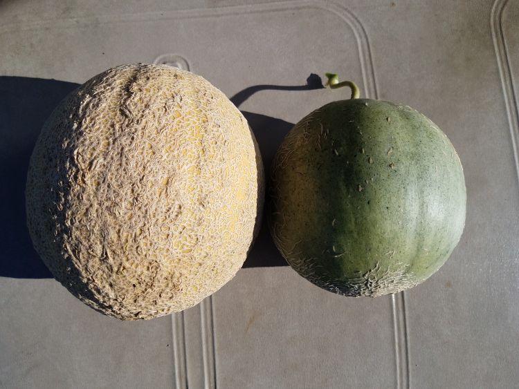 Cantaloupe with and without netting