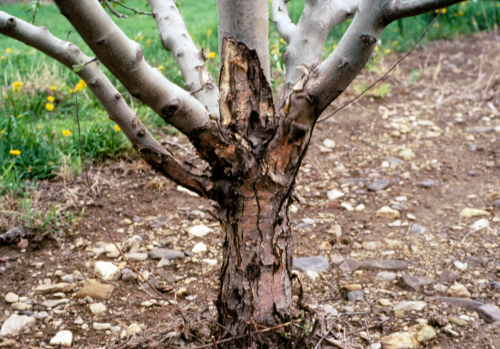  Cankers appear in trees with older wood invaded by wood-rotting fungi. 