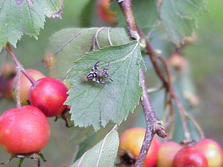 A female (left) and male species of fruit fly commonly known as the apple maggot on a hawthorn leaf. Photo: James Smith, MSU