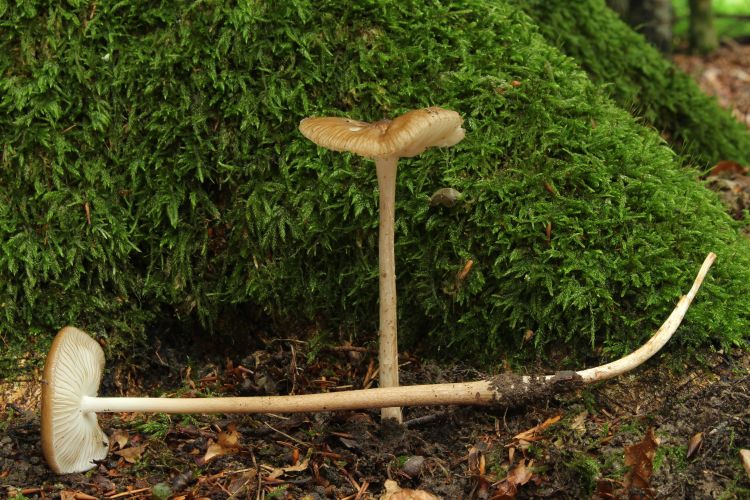 H. radicata with a visible, long taproot, distinct to the group of mushrooms.
