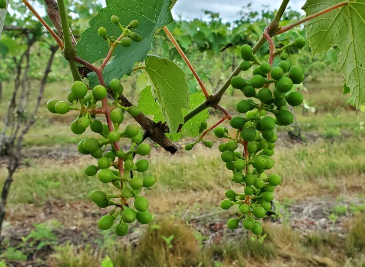 Grapes in bloom.