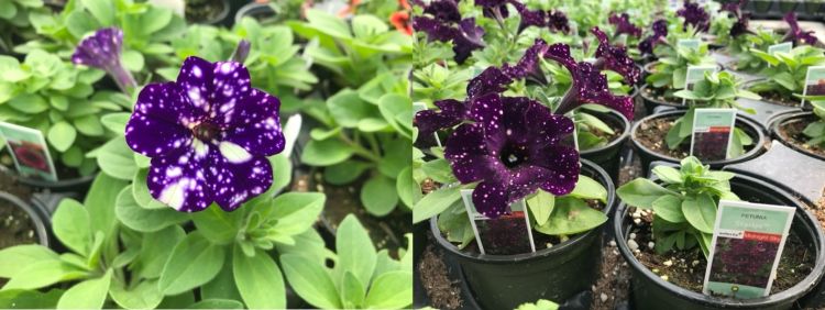 A purple and white colored petunia flower.