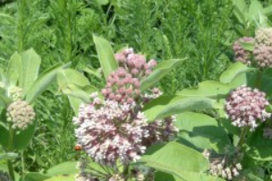 Common milkweed – Asclepias syriaca