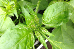 Insecticides for common pests on greenhouse vegetables and transplants