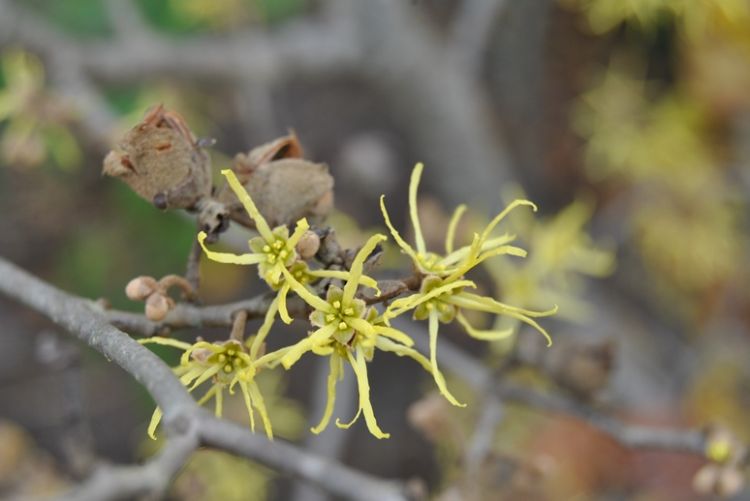 Witch hazel