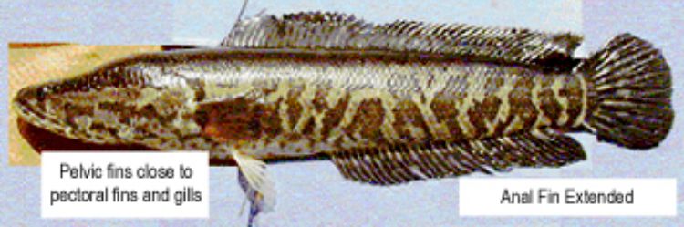 Northern snakehead fish. Photo credit: Michigan Department of Natural Resources