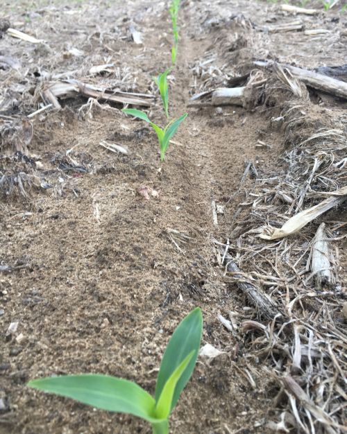 Emerging sweet corn. Image courtesy of Marissa Schuh, MSU Extension.