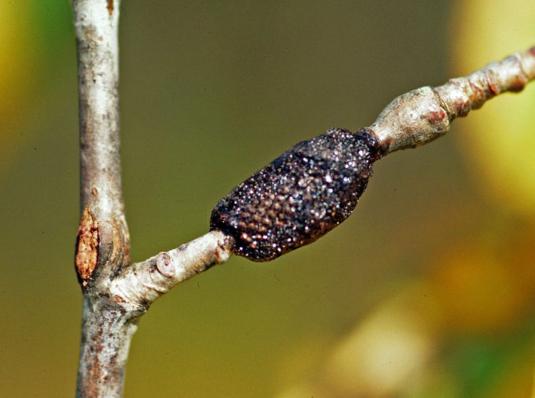 Forest tent caterpillars spend winter as eggs in a mass around a small branch. Photo: Steven Katovich, USDA Forest Service, Bugwood.org.
