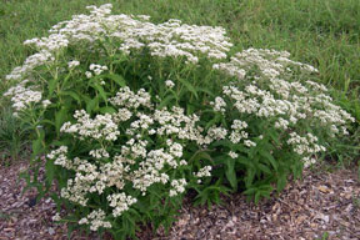 Common boneset