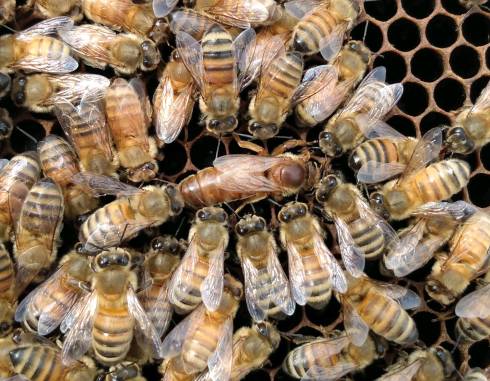 Photo of a queen bee surrounded by worker bees.