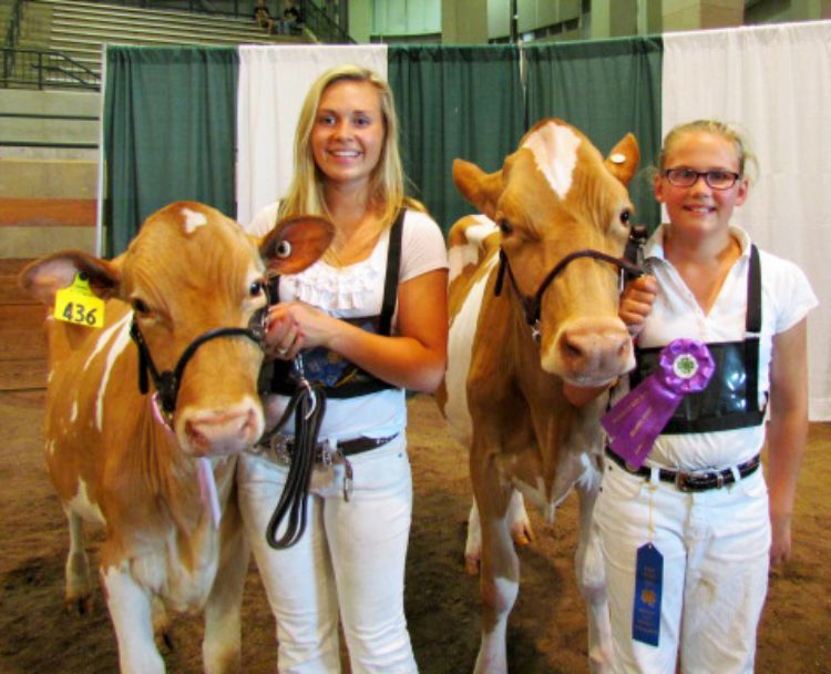Chelsea Barnes (Ottawa County, left) and Amber Szakel (Shiawassee County, right) celebrate with their winning Guernsey heifers at the 2015 Michigan 4-H Youth Dairy Days.