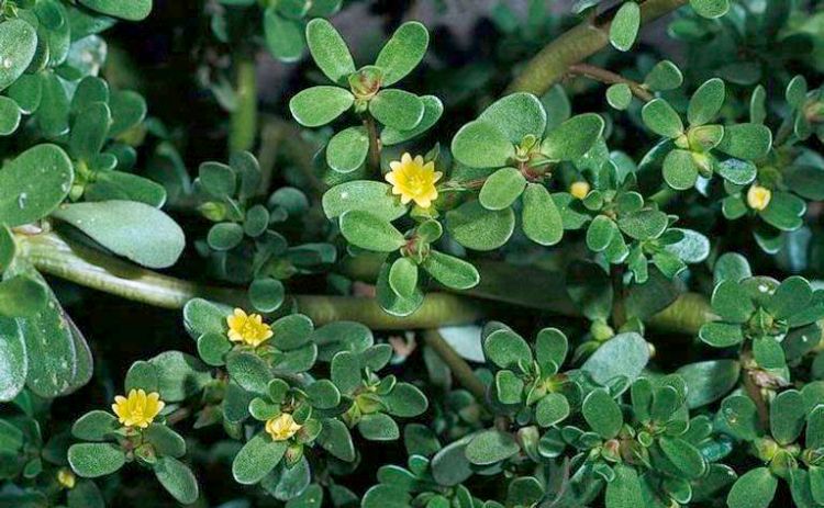 Common purslane