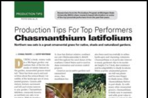 Production tips for top performers: Chasmanthium latifolium