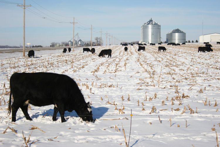A cow grazing in a winter field with a farm in the background.