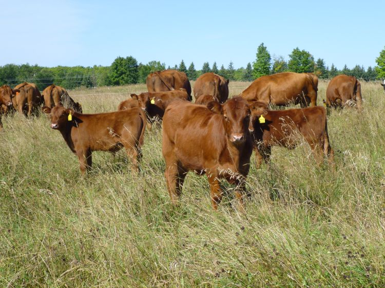 Forage research will be on display at the Upper Peninsula Research and Extension Center on June 13. | Photo by Ashley McFarland, Michigan State University Extension