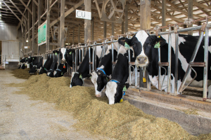 MSU Winter Dairy Program: Managing Your Cows’ Genes for Greater Profits