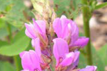 Showy tick trefoil