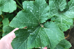 Southeast Michigan vegetable update – Aug. 7, 2018