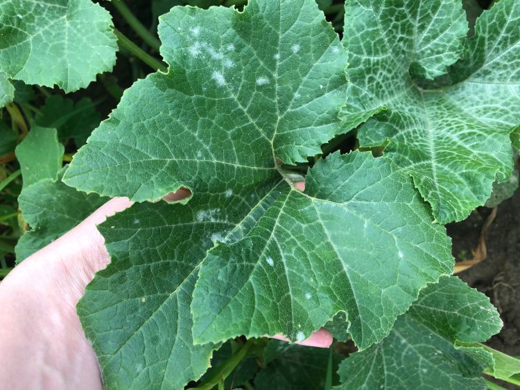 The leaf in the background has white areas around the veins cause by its genetics. The leaf in the foreground has discrete areas where powdery mildew has become established on the leaf.