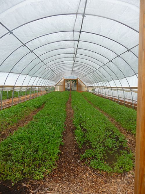 Hoophouses can extend the growing season for crops. Photo credit: crfsproject