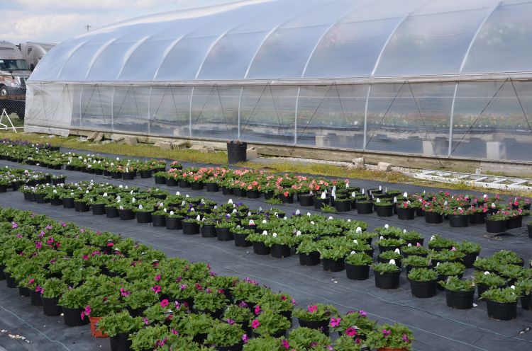 Plants outside a greenhouse