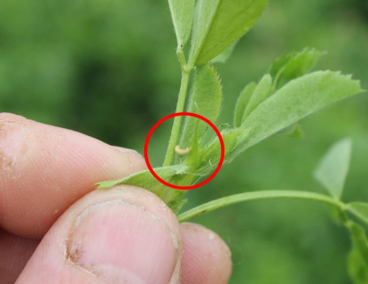 Alfalfa weevil larvae (just above the thumb in the picture) in an alfalfa field near Lawton, Michigan, on May 10, 2016. 
