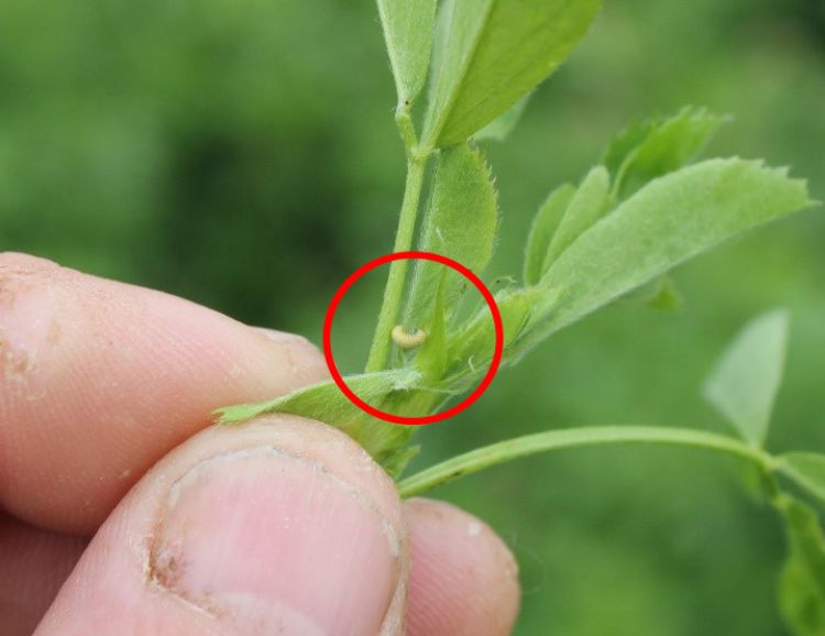 Alfalfa weevil larvae (just above the thumb in the picture) in an alfalfa field near Lawton, Michigan, on May 10, 2016.