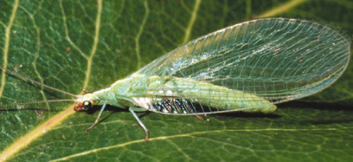  Green lacewing adult. 