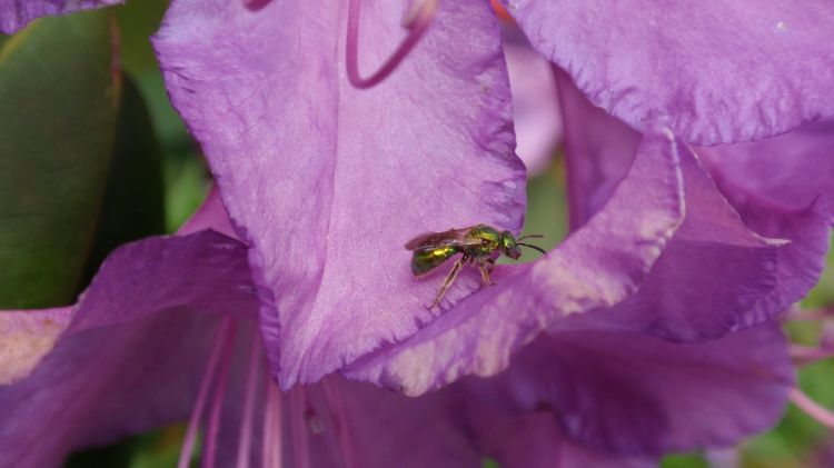 Green sweat bee