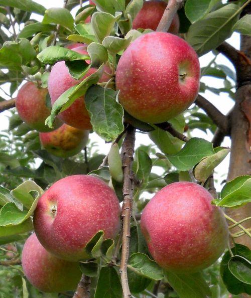 Paula Red apples. Photo: Mark Longstroth, MSU Extension.