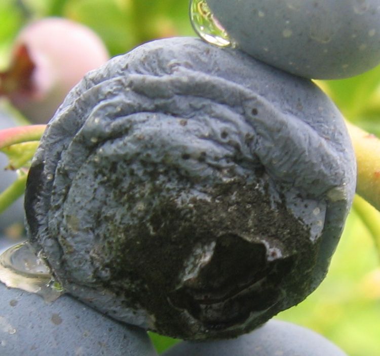 Close up of Alternaria fruit rot on ‘Jersey’ blueberries