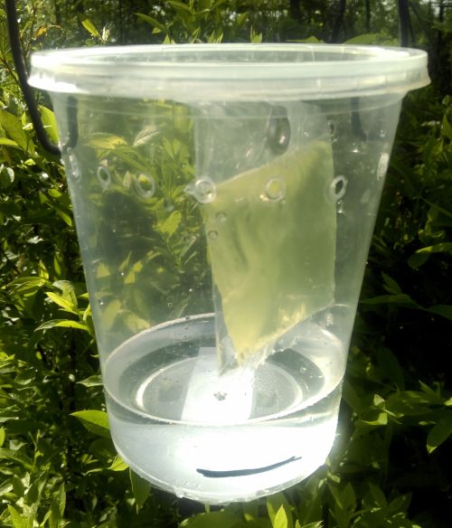 Example of a trap used to attract and capture spotted wing Drosophila adults. A commercially available pouch-style lure is suspended over a soap, borax and water drowning solution. Photo: Rufus Isaacs, MSU Extension.