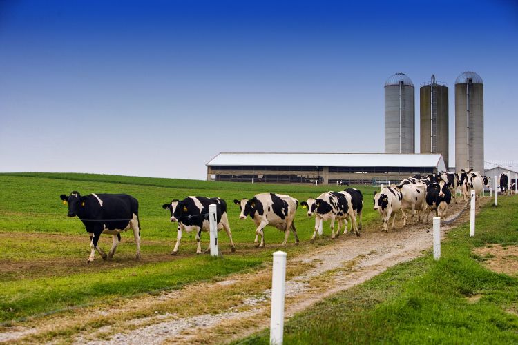 Cows on cattle farm.