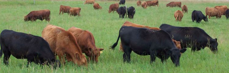 Beef cows grazing in a field