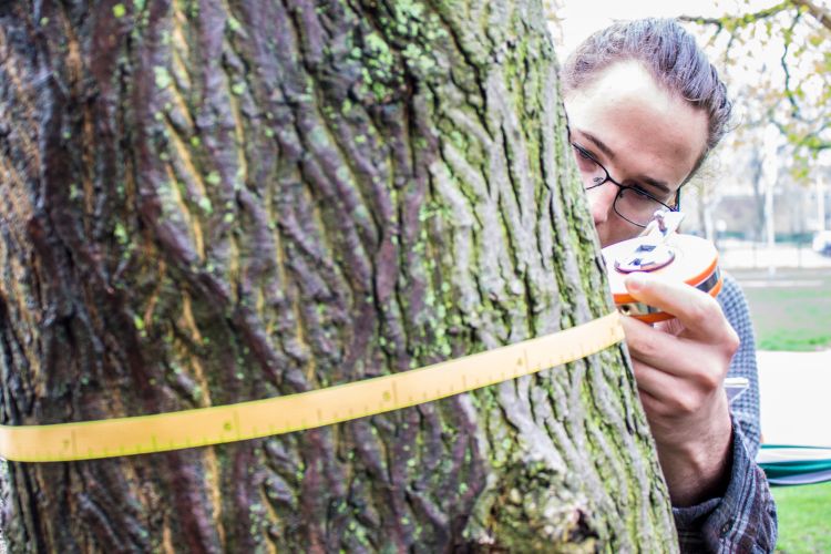 MSU Forestry student Andy Gordon measures a tree near the International Center.