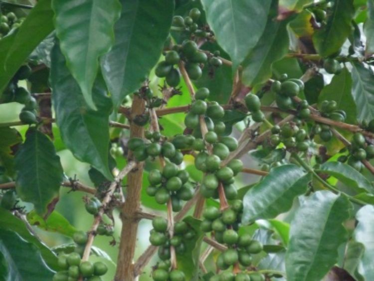 Are there any added health benefits of green coffee? | MSU Extension