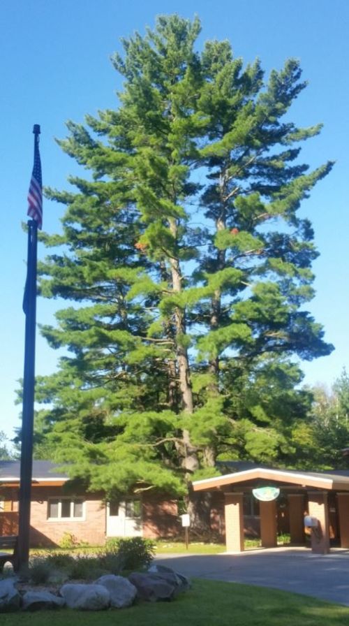 Tree out front of the Kettunen Center entrance.