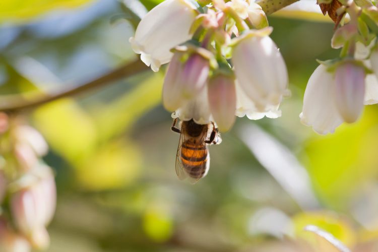 Honey bee on a blueberry bloom.