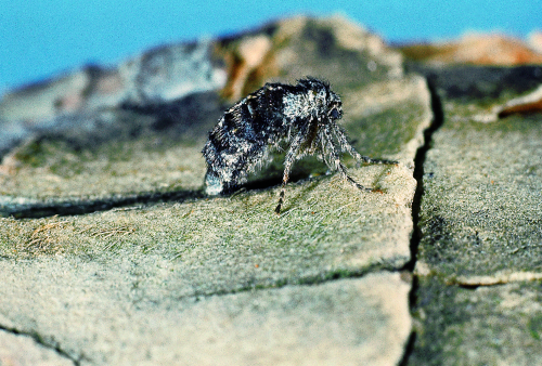  Female has stumpy, gray wings. 