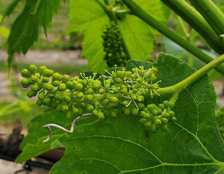 closeup of juvenile grapes