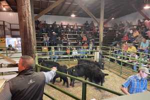 Protect high cattle prices with risk protection